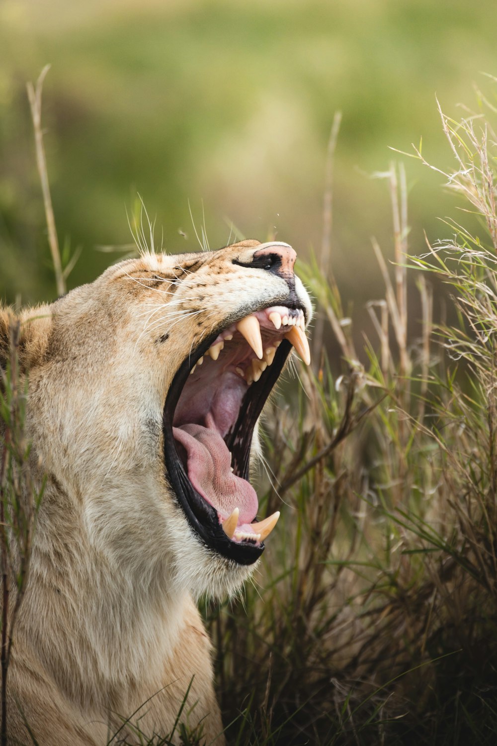 a close up of a lion with its mouth open