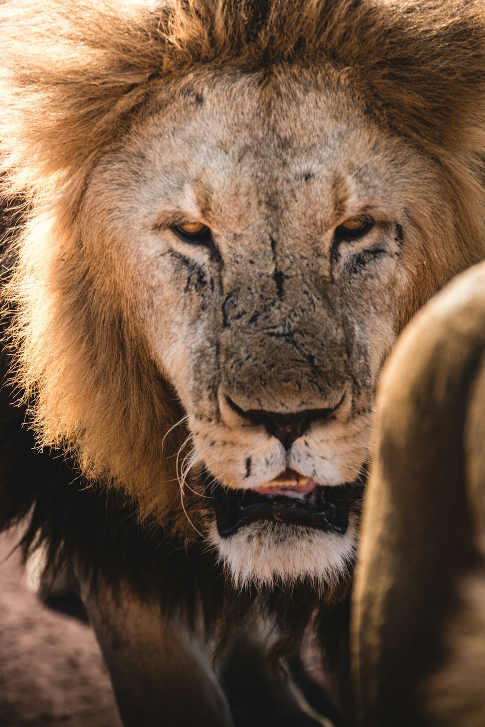 a close up of a lion with its eyes closed