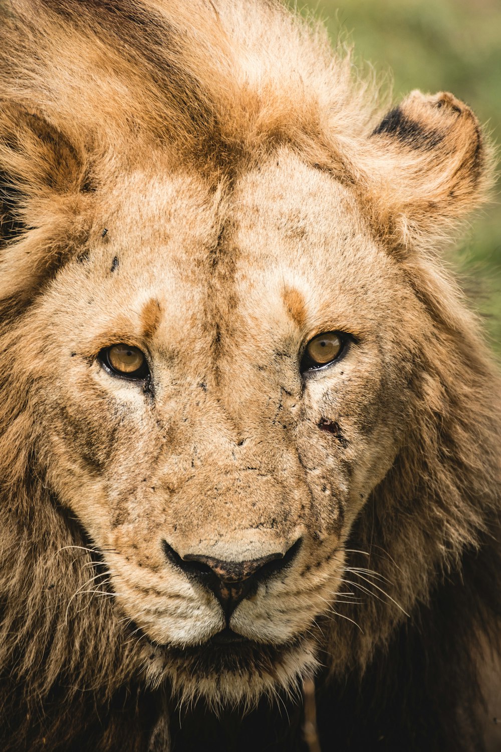 a close up of a lion's face with a blurry background