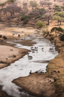 A serene landscape features a herd of zebras and a group of elephants gathered around a narrow river meandering through a dry savannah. The scene is framed by scattered trees and shrubs, providing a contrast between the arid foreground and the greener background. The sky is not visible due to the angle, emphasizing the natural wildlife setting.