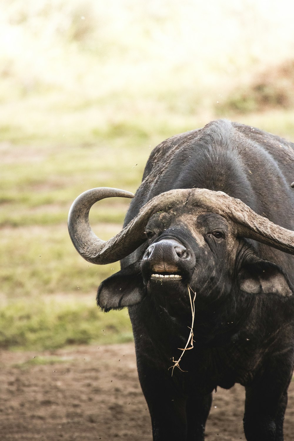 a bull with large horns standing in a field