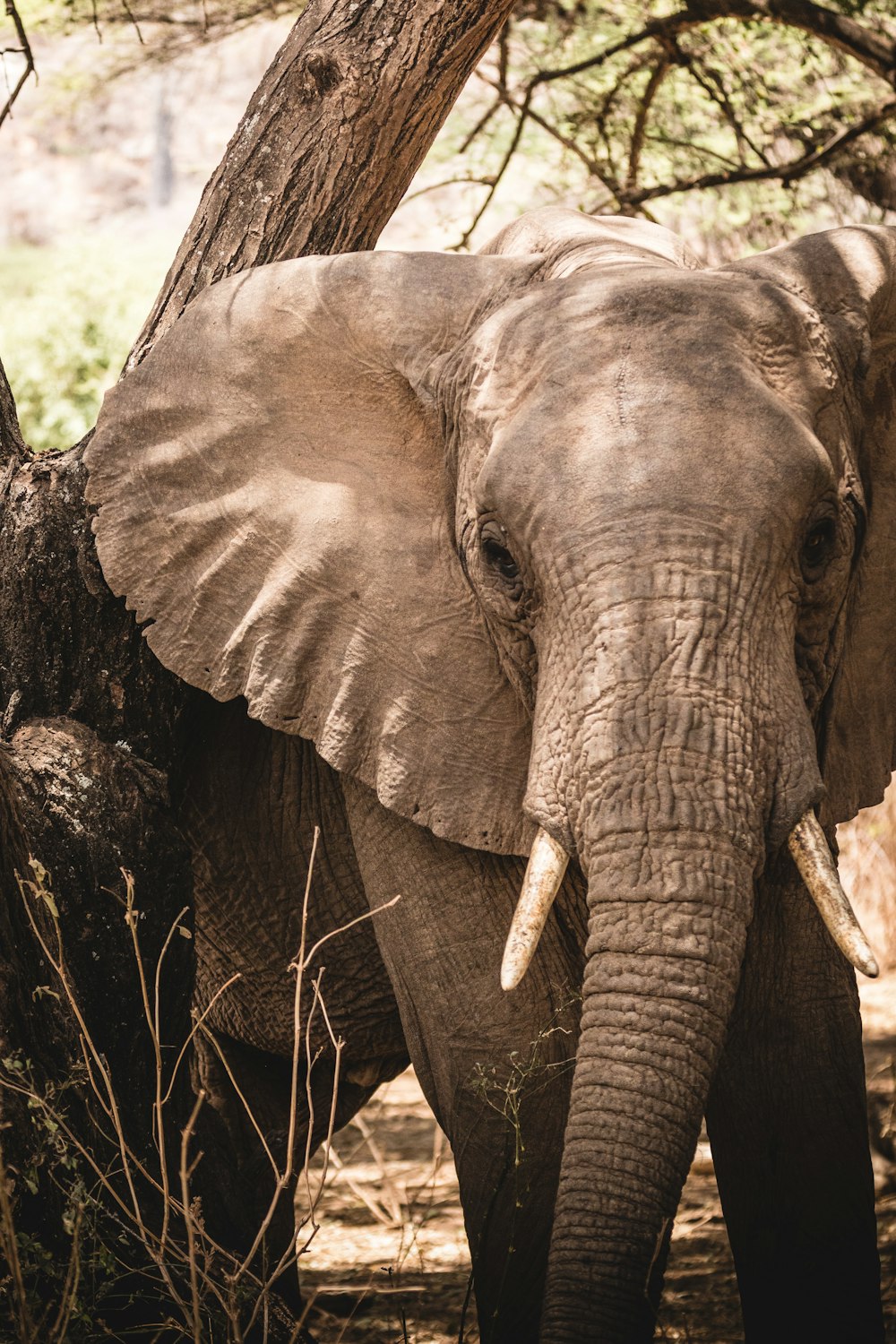 a large elephant standing next to a tree