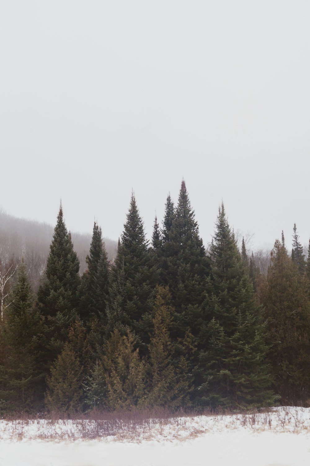 a group of trees in a snowy field