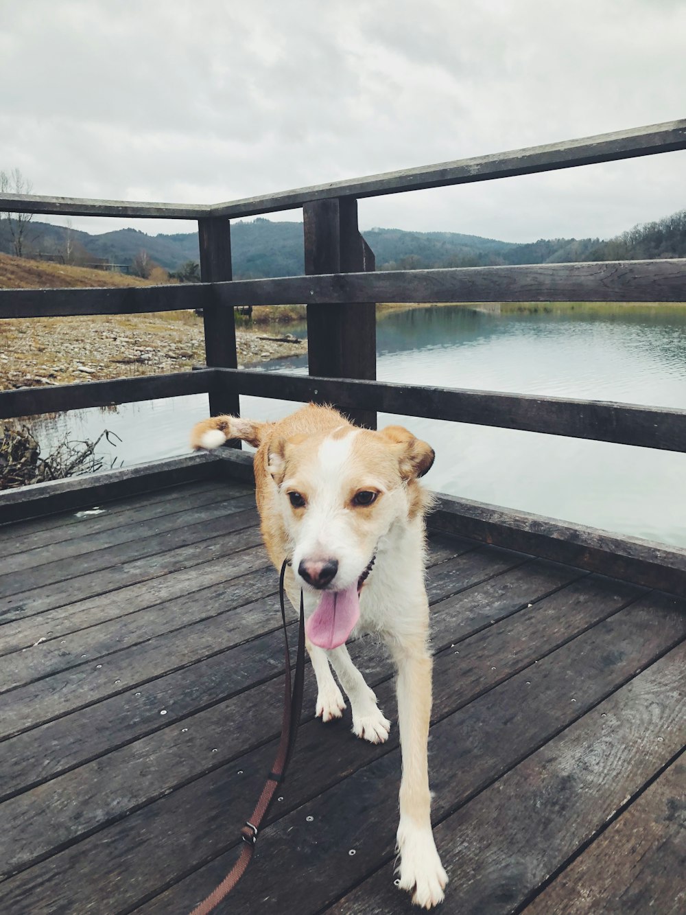 a brown and white dog standing on a wooden deck