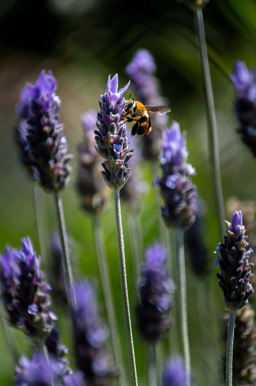 a bee sitting on top of a purple flower