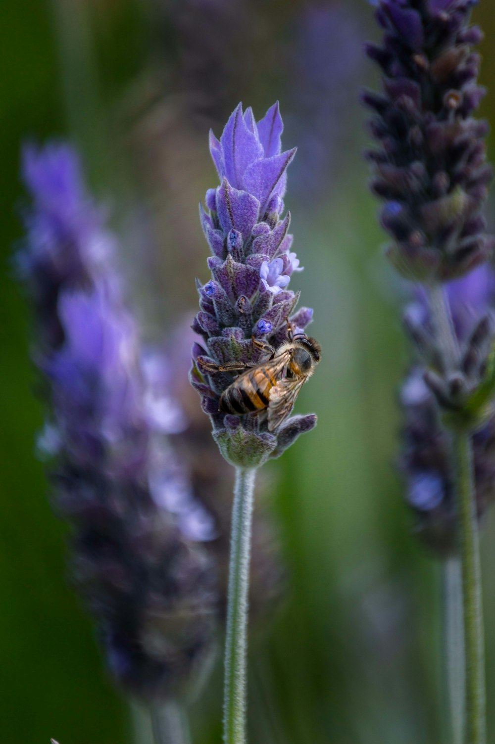 a bee is sitting on a purple flower