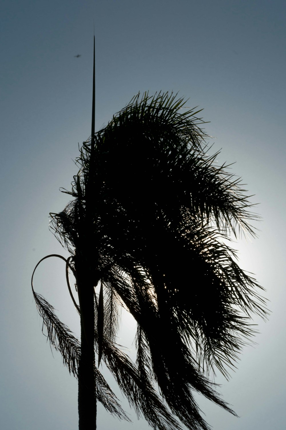 a palm tree blowing in the wind with the sun in the background