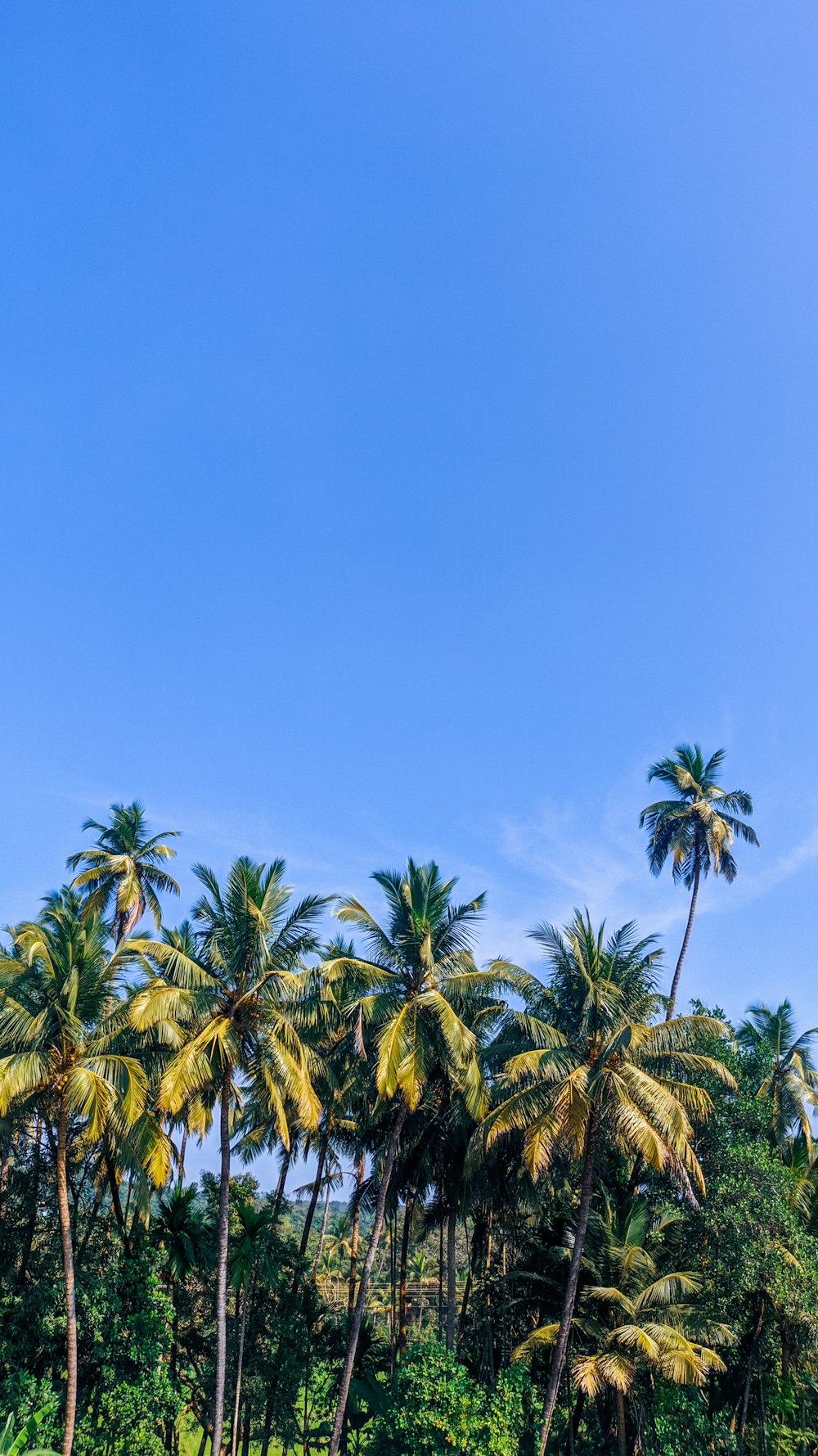 palm trees line the shore of a tropical river