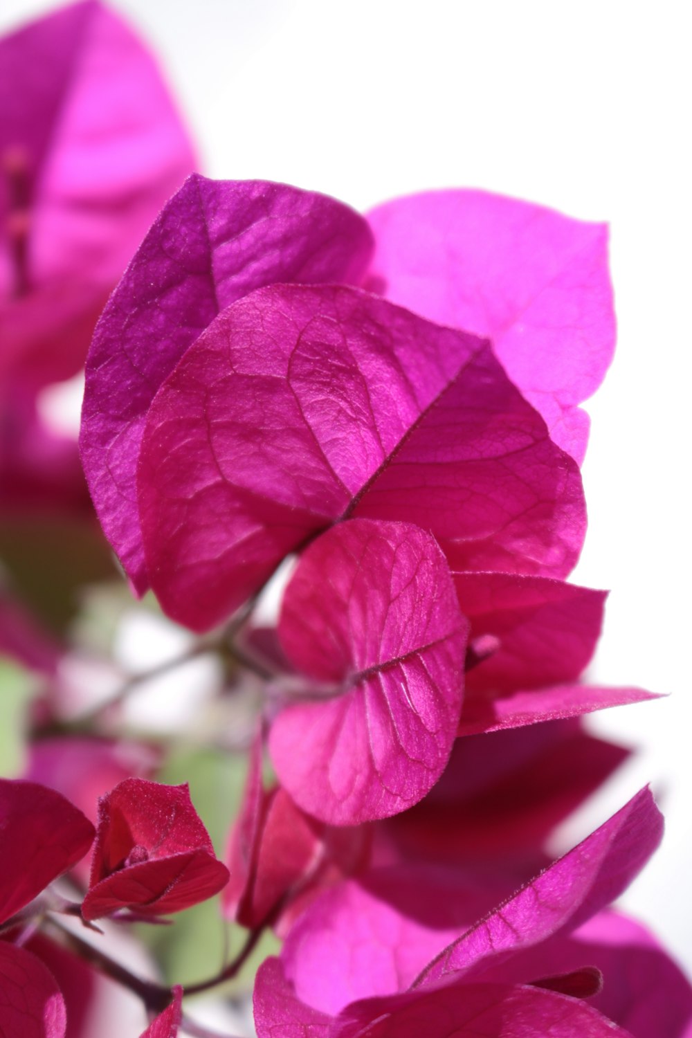 a close up of a bunch of pink flowers