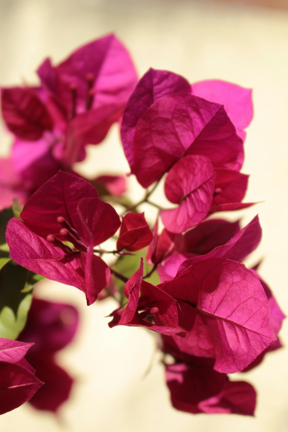 a vase filled with pink flowers on top of a table