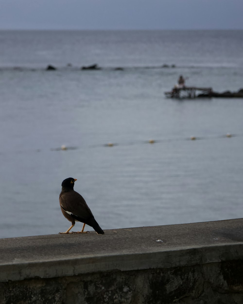 Ein Vogel sitzt auf einem Felsvorsprung in der Nähe des Wassers