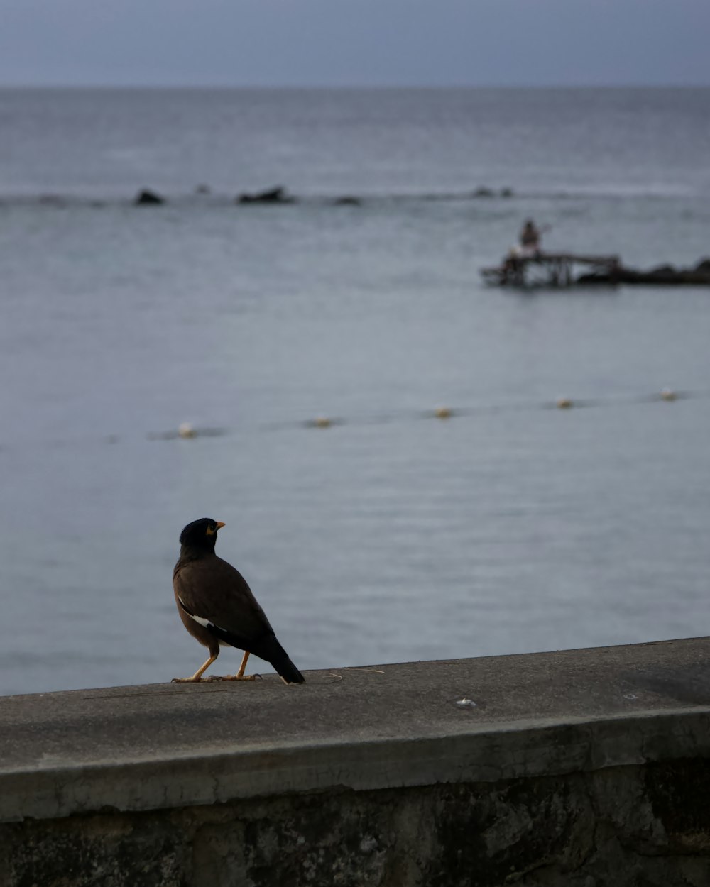 a bird is sitting on a ledge near the water