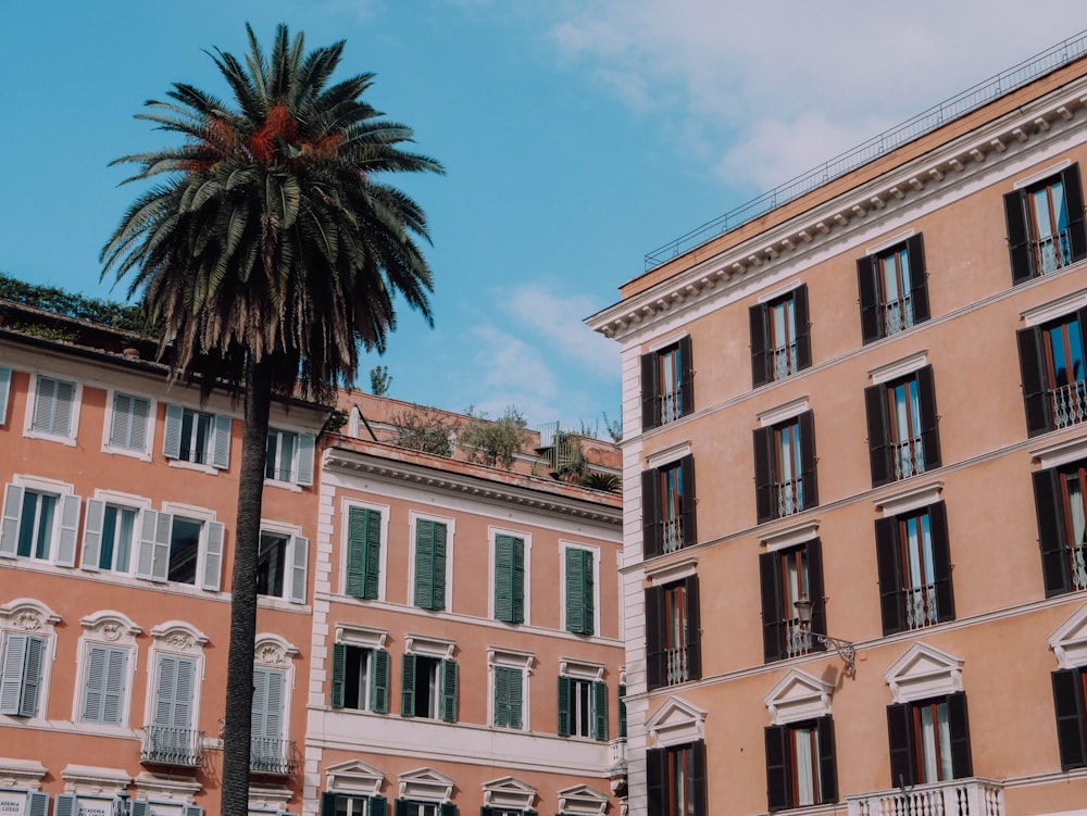 a palm tree in front of a row of buildings