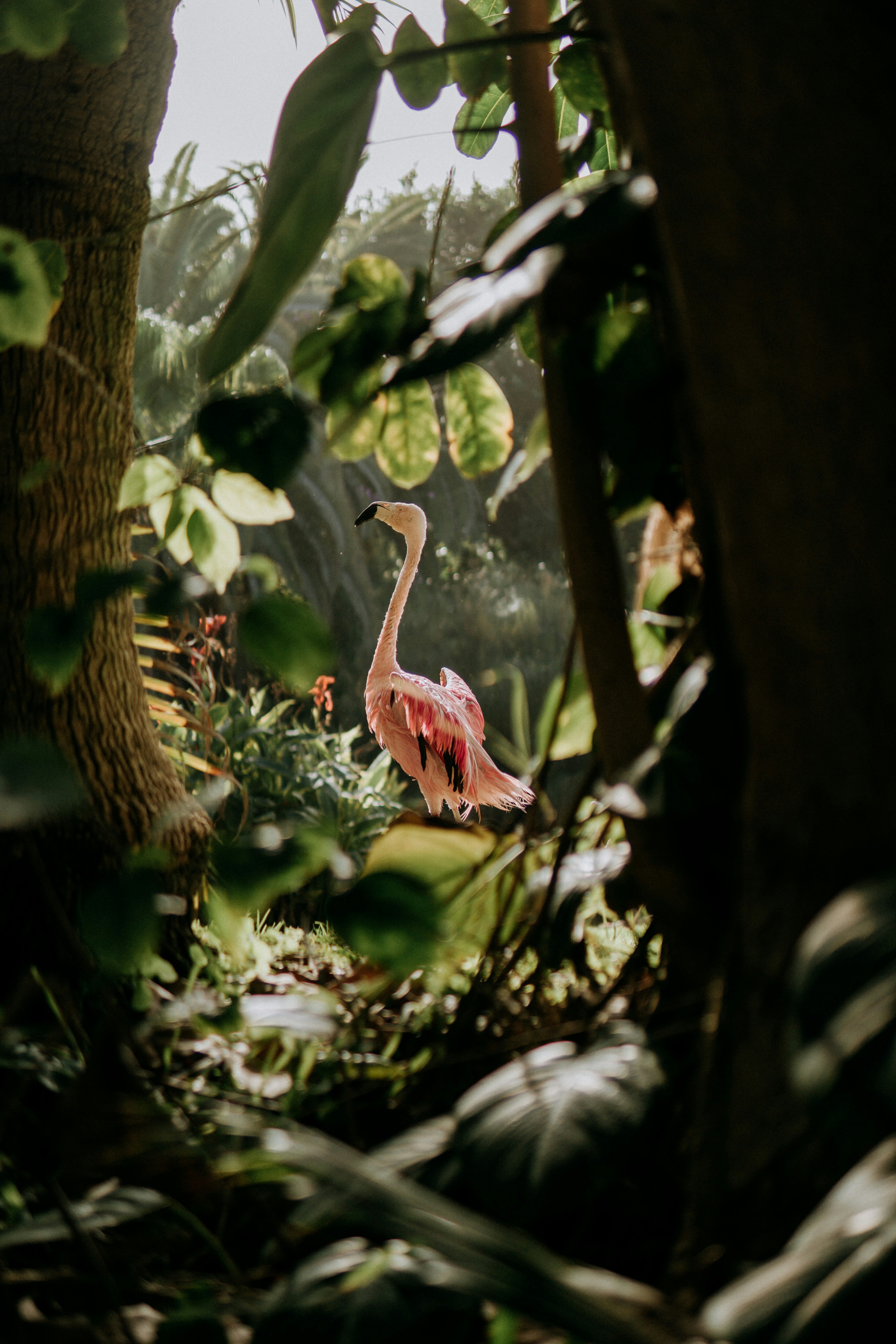 Flamingo at Loro Parque - Tenerife