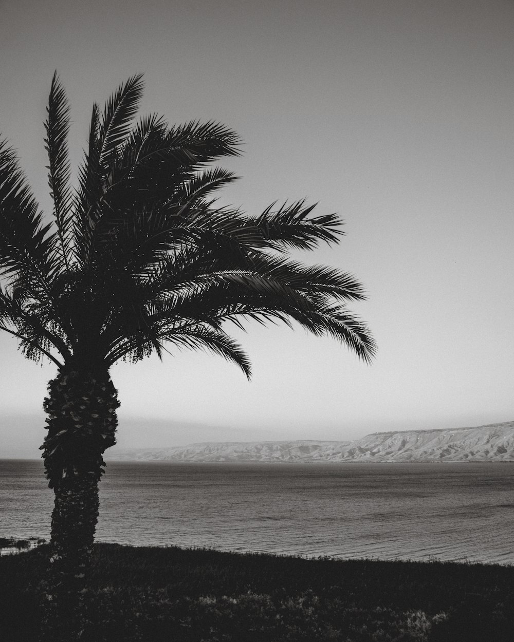 a black and white photo of a palm tree