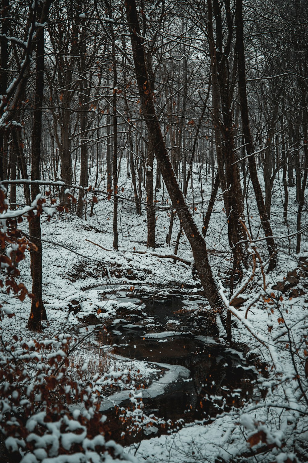 a small creek in the middle of a snowy forest