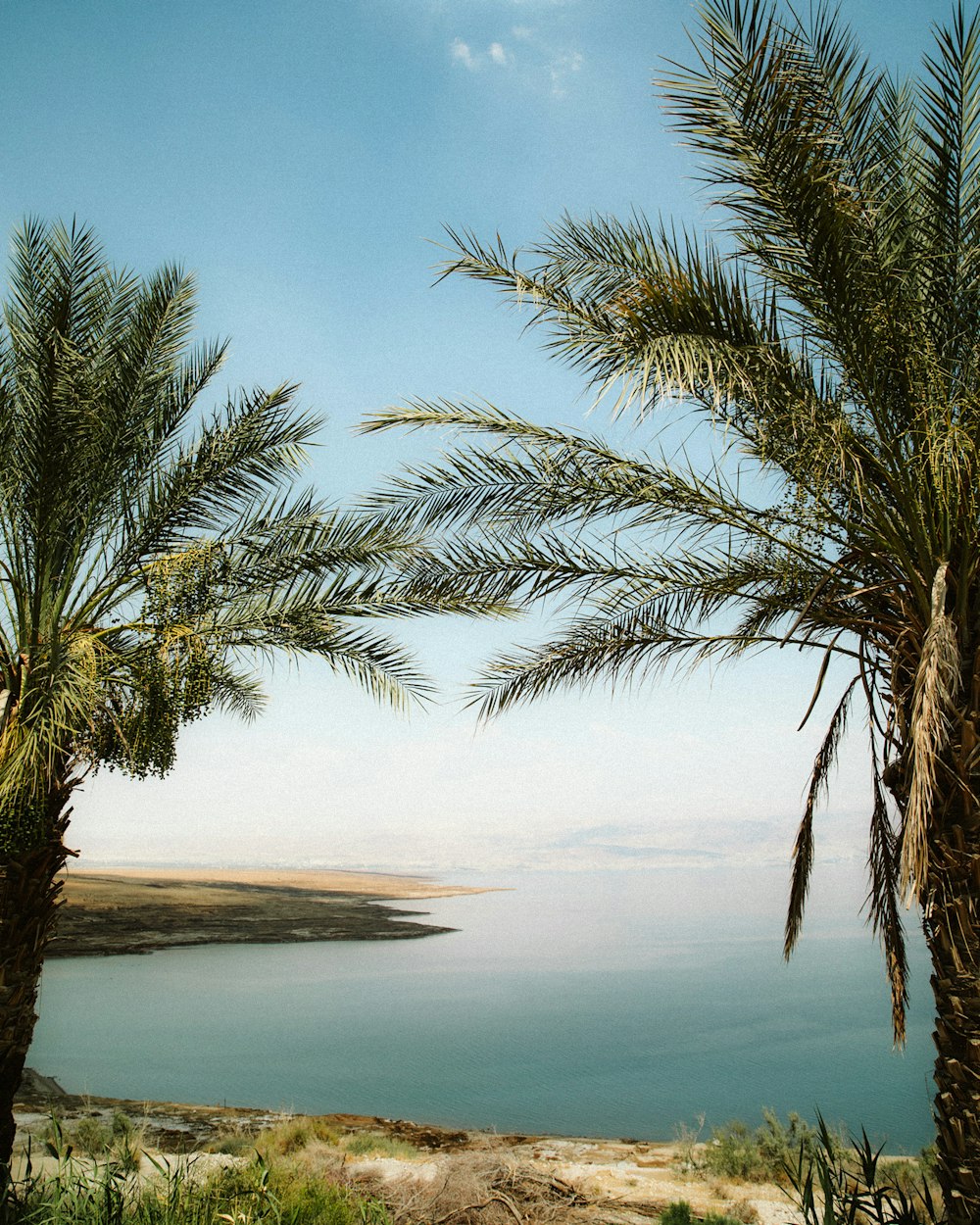 a couple of palm trees next to a body of water