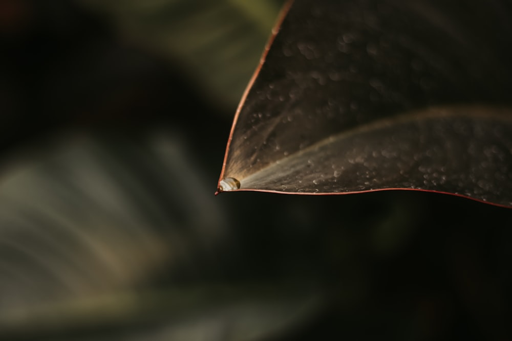 a close up of an umbrella