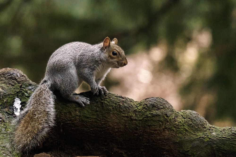 a squirrel sitting on top of a tree branch