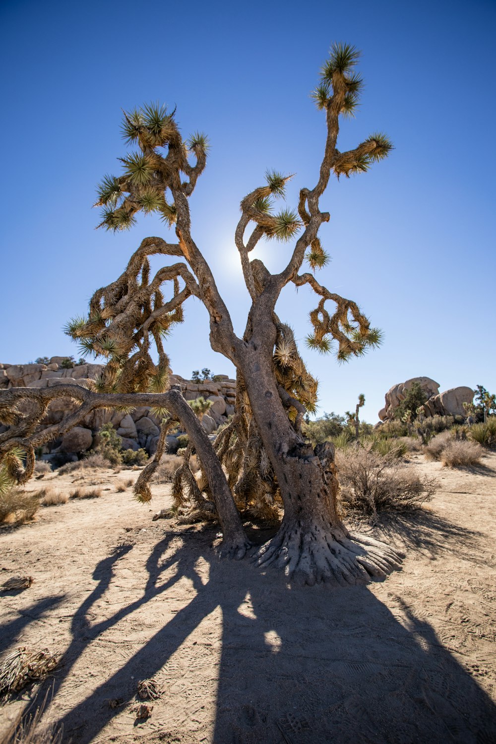 a tree that is standing in the dirt