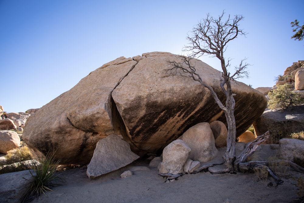 a rock with a tree growing out of it
