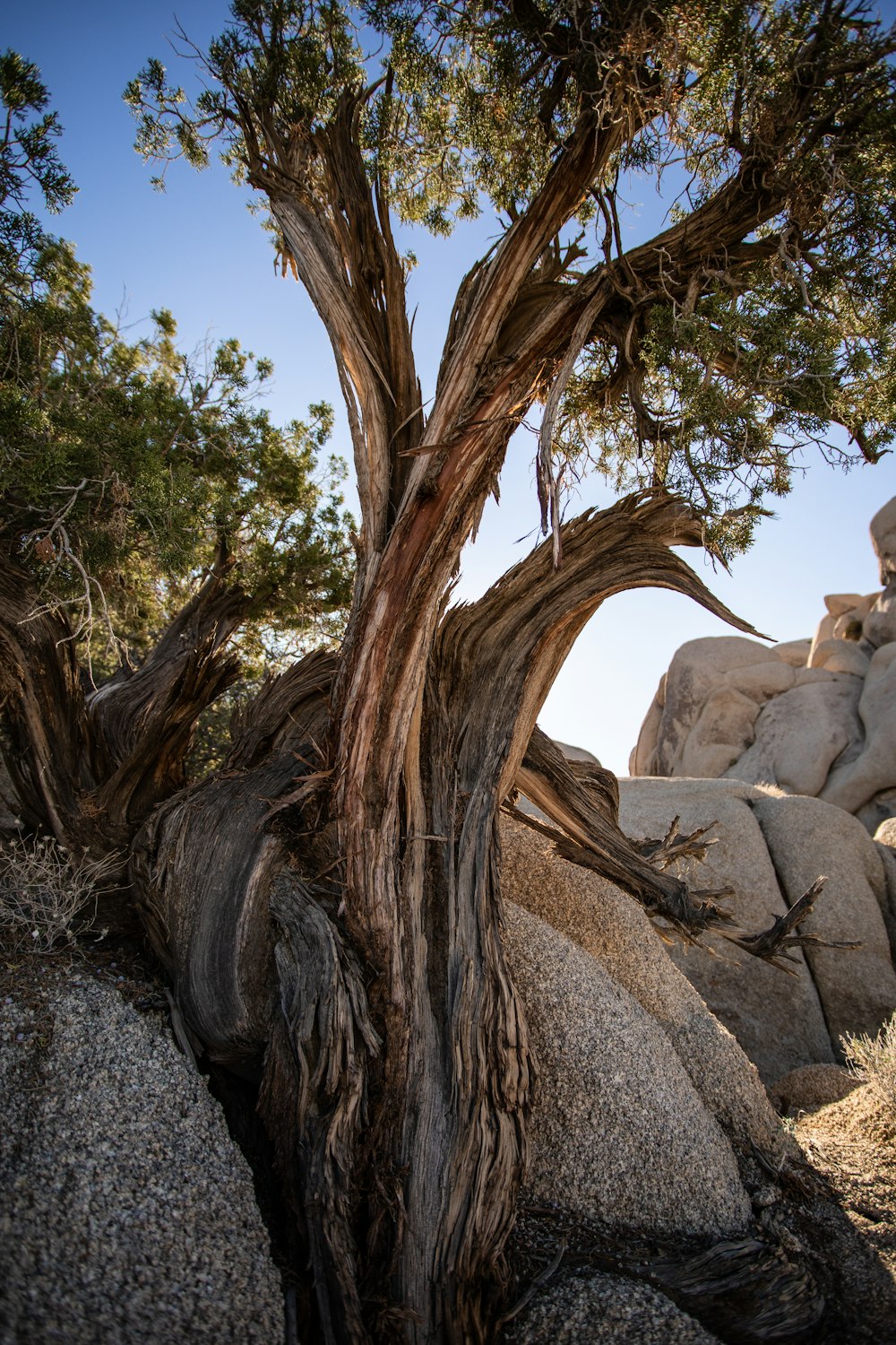 a tree that is growing out of some rocks