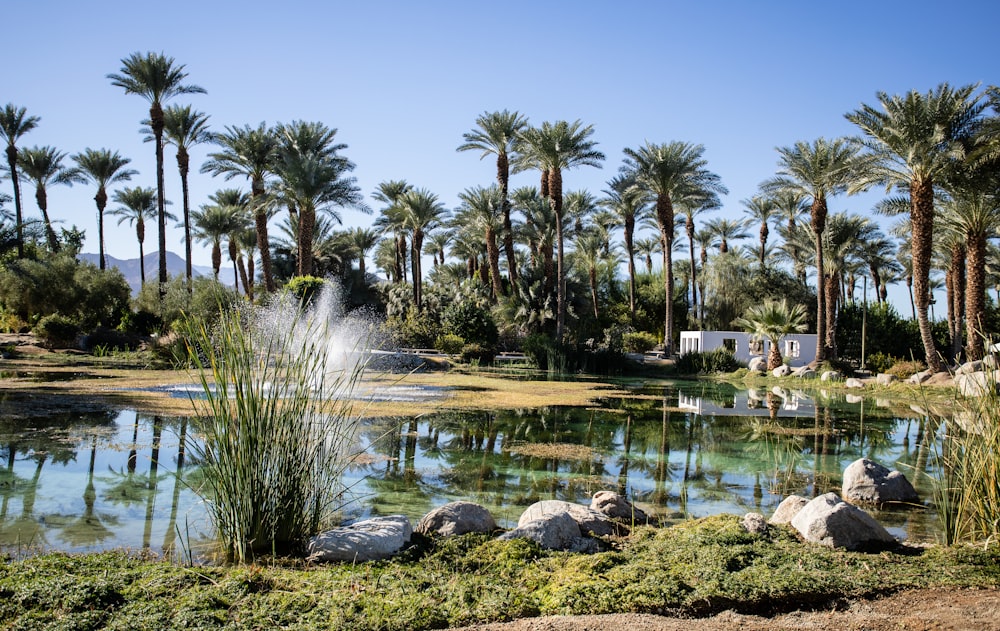 a pond with a fountain surrounded by palm trees