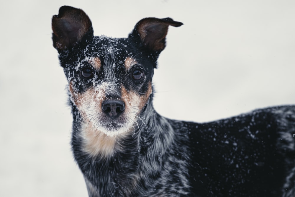 a black and brown dog standing in the snow