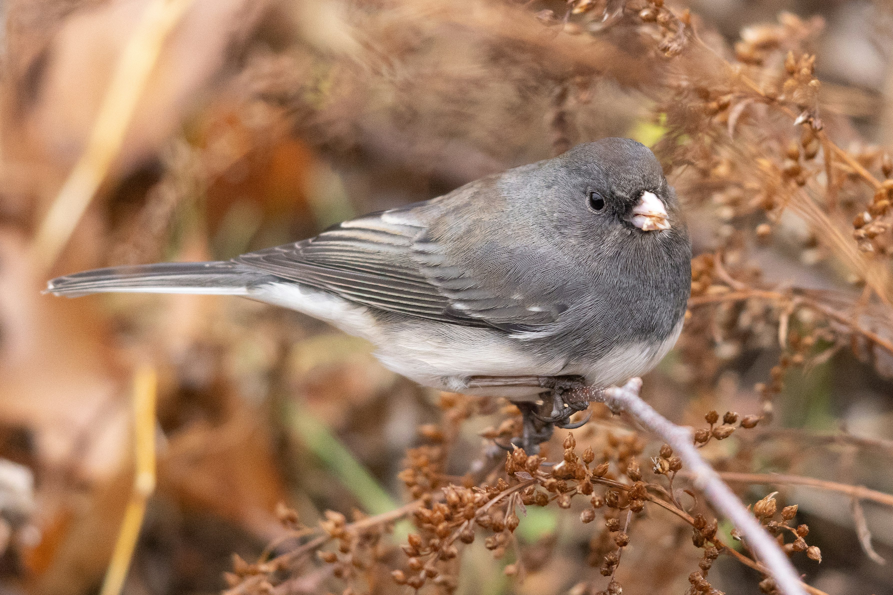 Darkeyed Junco snacking on some seeds of a bush. 