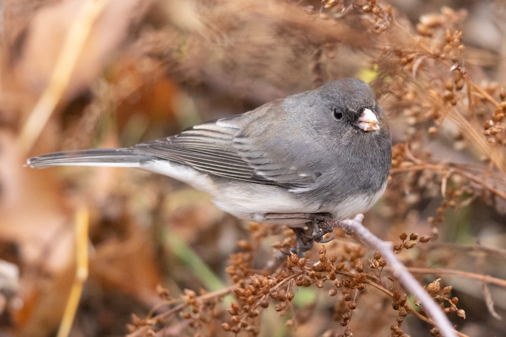 un piccolo uccello grigio seduto sulla cima di una pianta