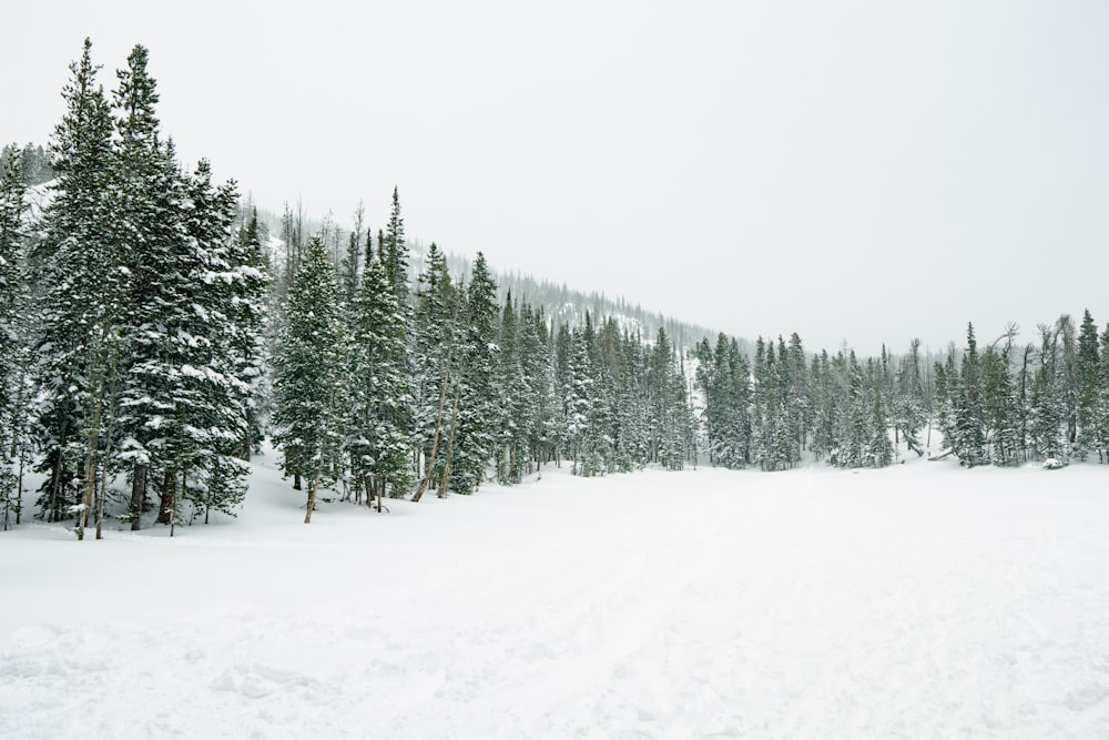 a snow covered field with trees in the background