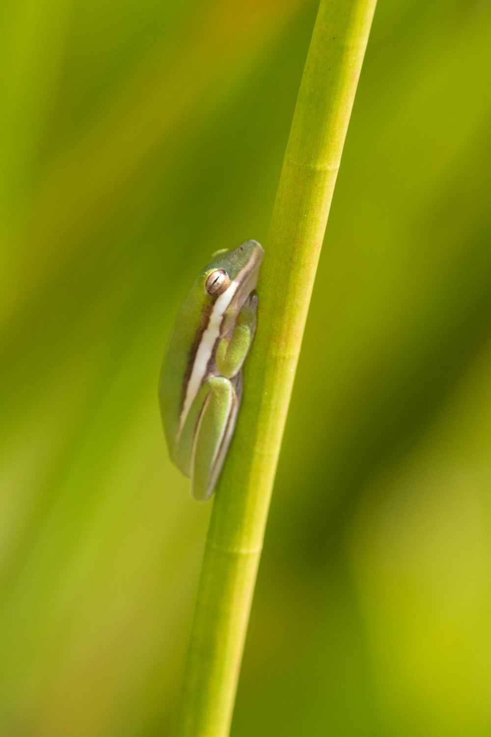 a small frog sitting on top of a green plant