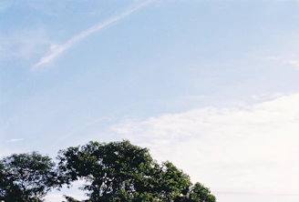 An artistic PNG illustration of a nature scene with lush green trees and a clear blue sky.