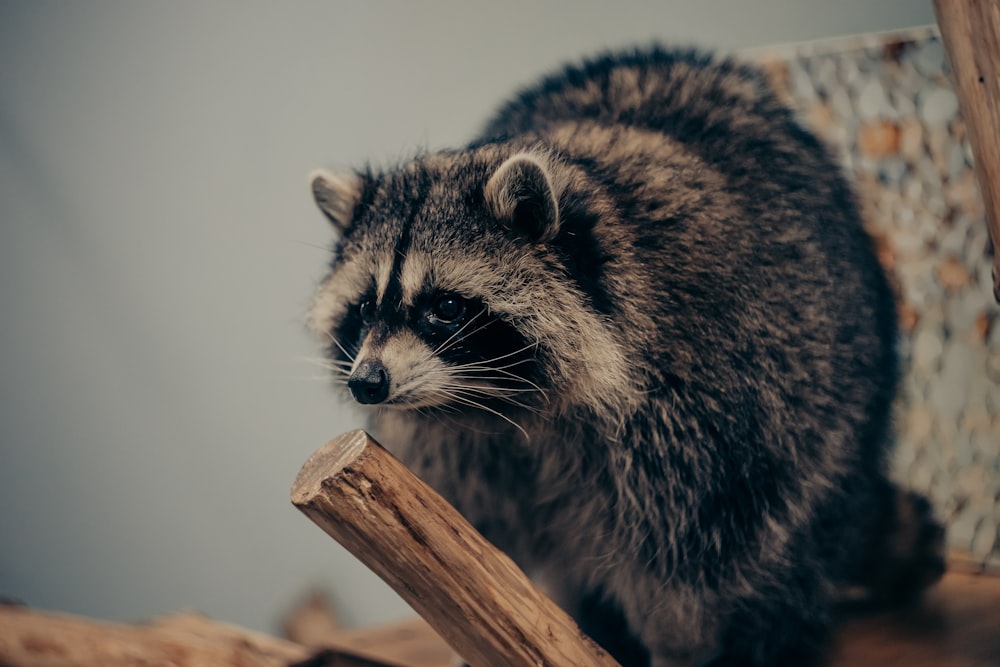 a raccoon is standing on a piece of wood