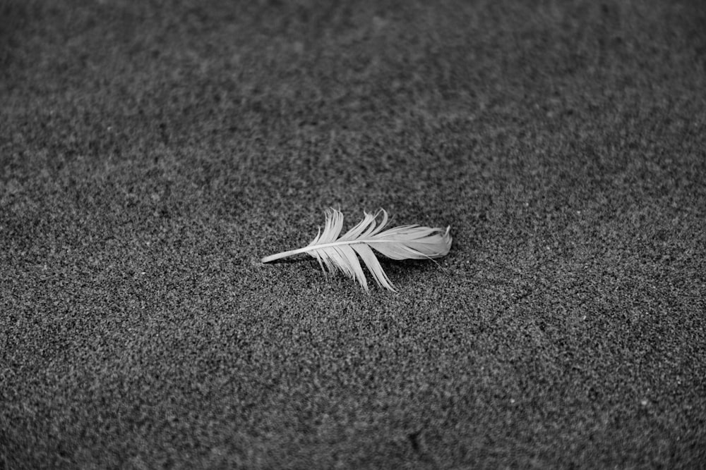 a single leaf on the ground in a black and white photo