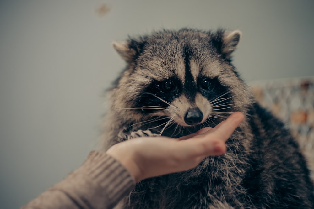 a raccoon being petted by a woman's hand