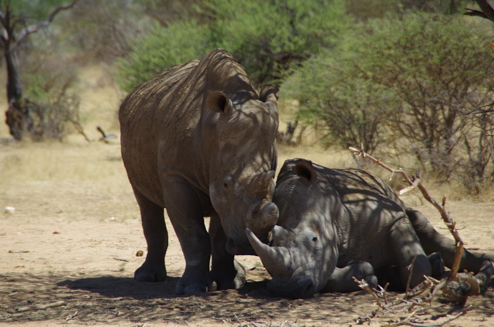 a rhinoceros and a rhinoceros laying down in the dirt