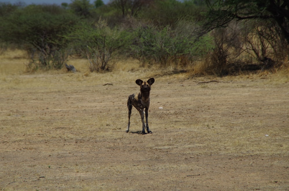 a small giraffe standing on top of a dry grass field