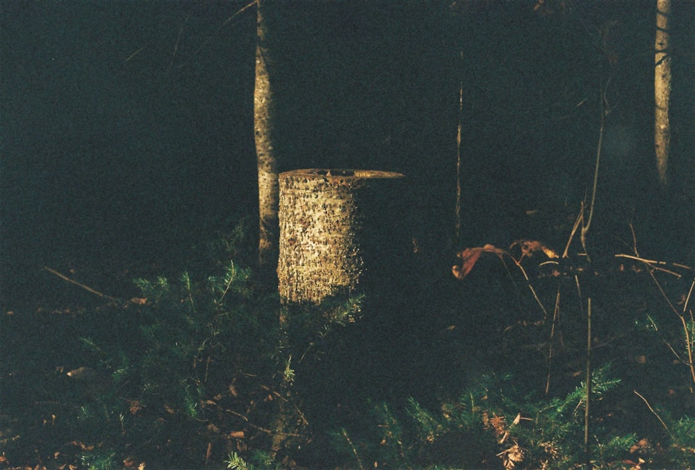 a tree stump in the middle of a forest