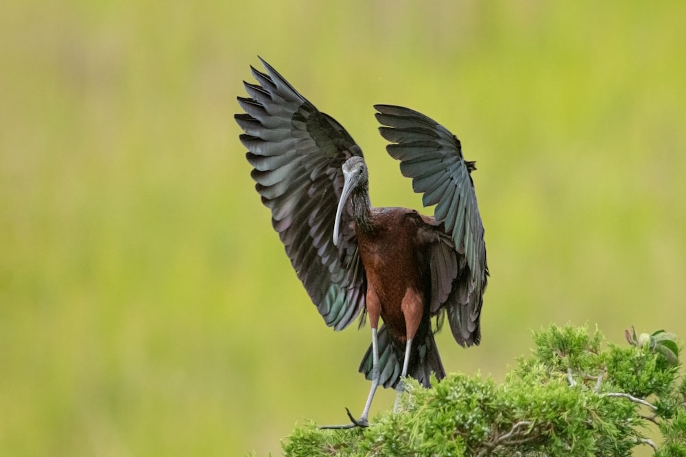 a bird that is standing on a tree branch