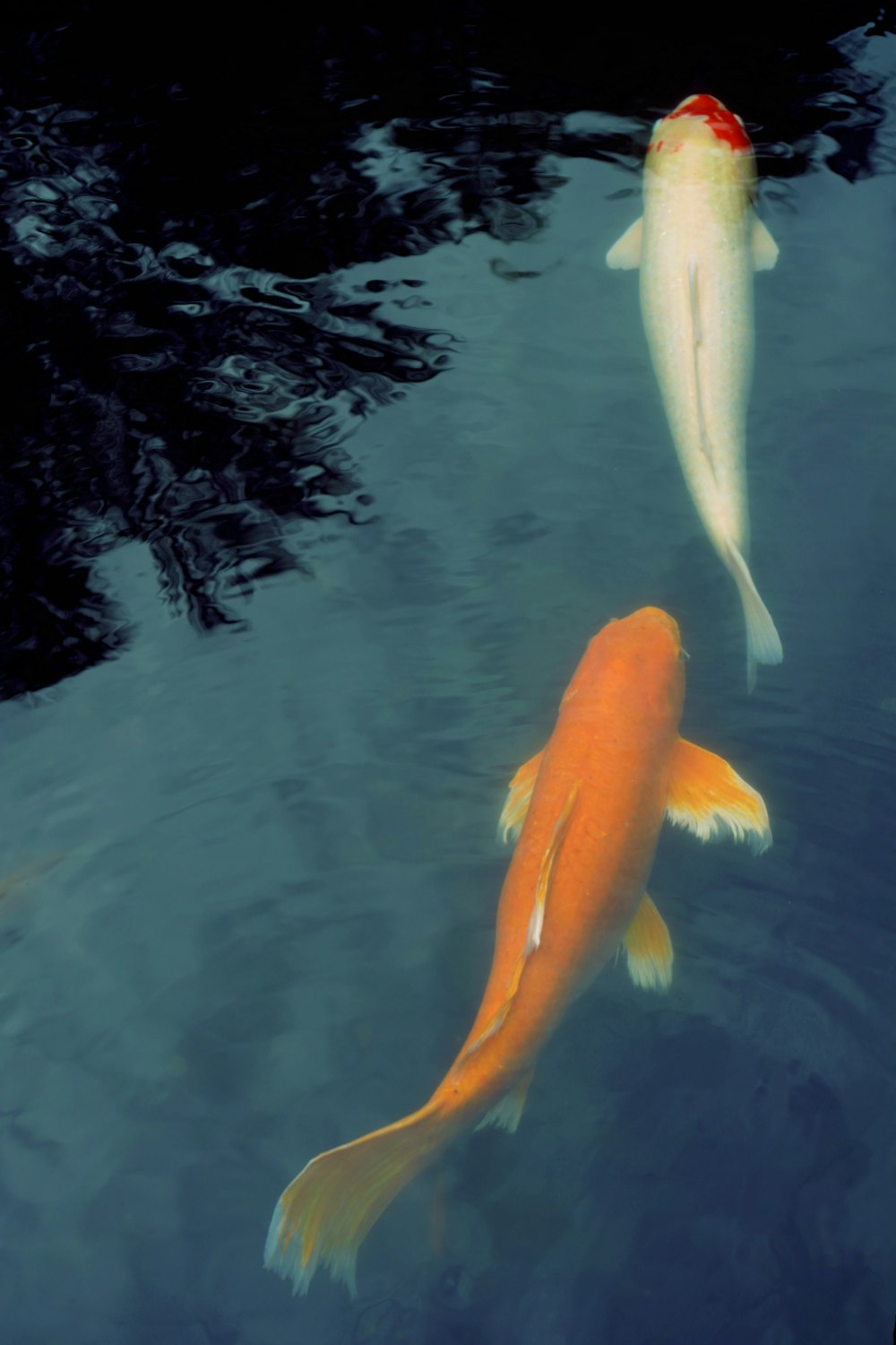 two orange and white fish swimming in a pond