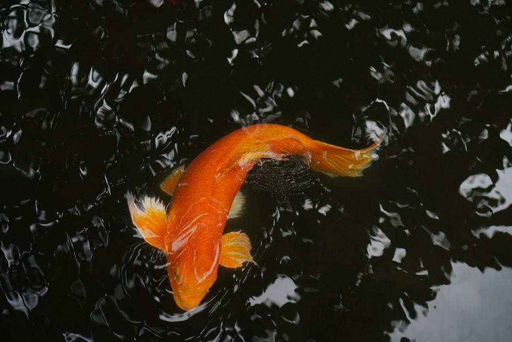 a large orange fish swimming in a pond