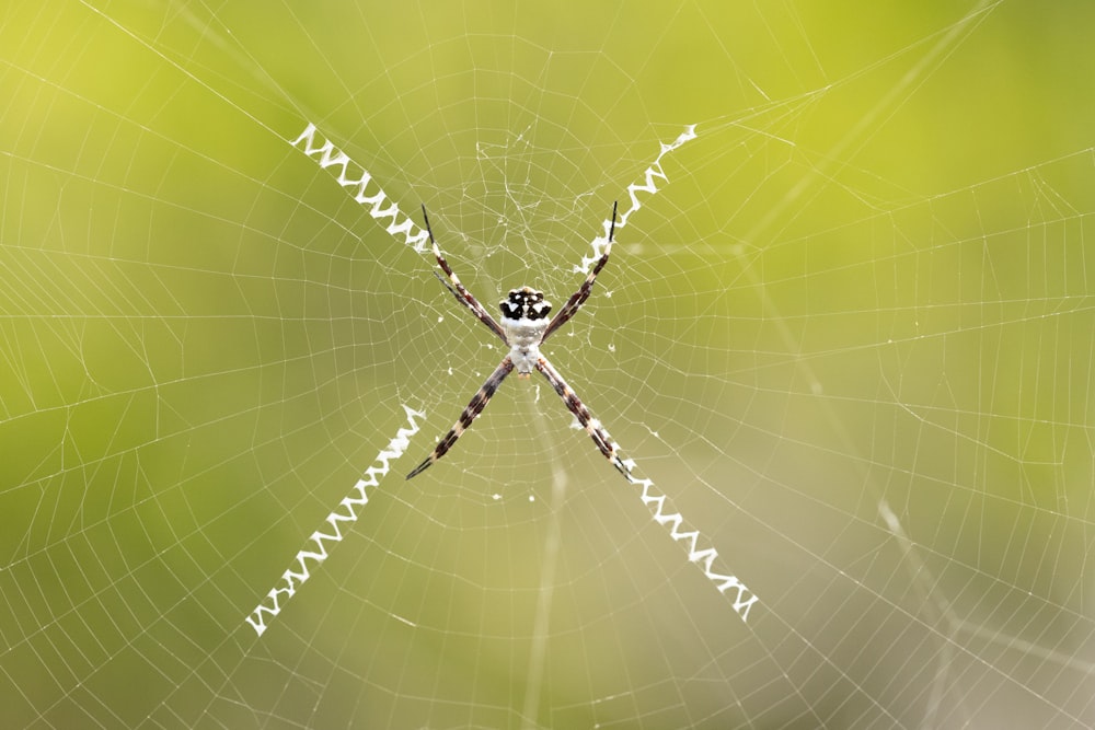 um close up de uma teia de aranha em um fundo verde