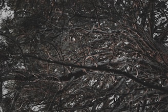 Dark, tangled branches reaching out like restless thoughts against a stormy sky.