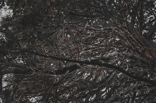 Dark, tangled branches reaching out like restless thoughts against a stormy sky.