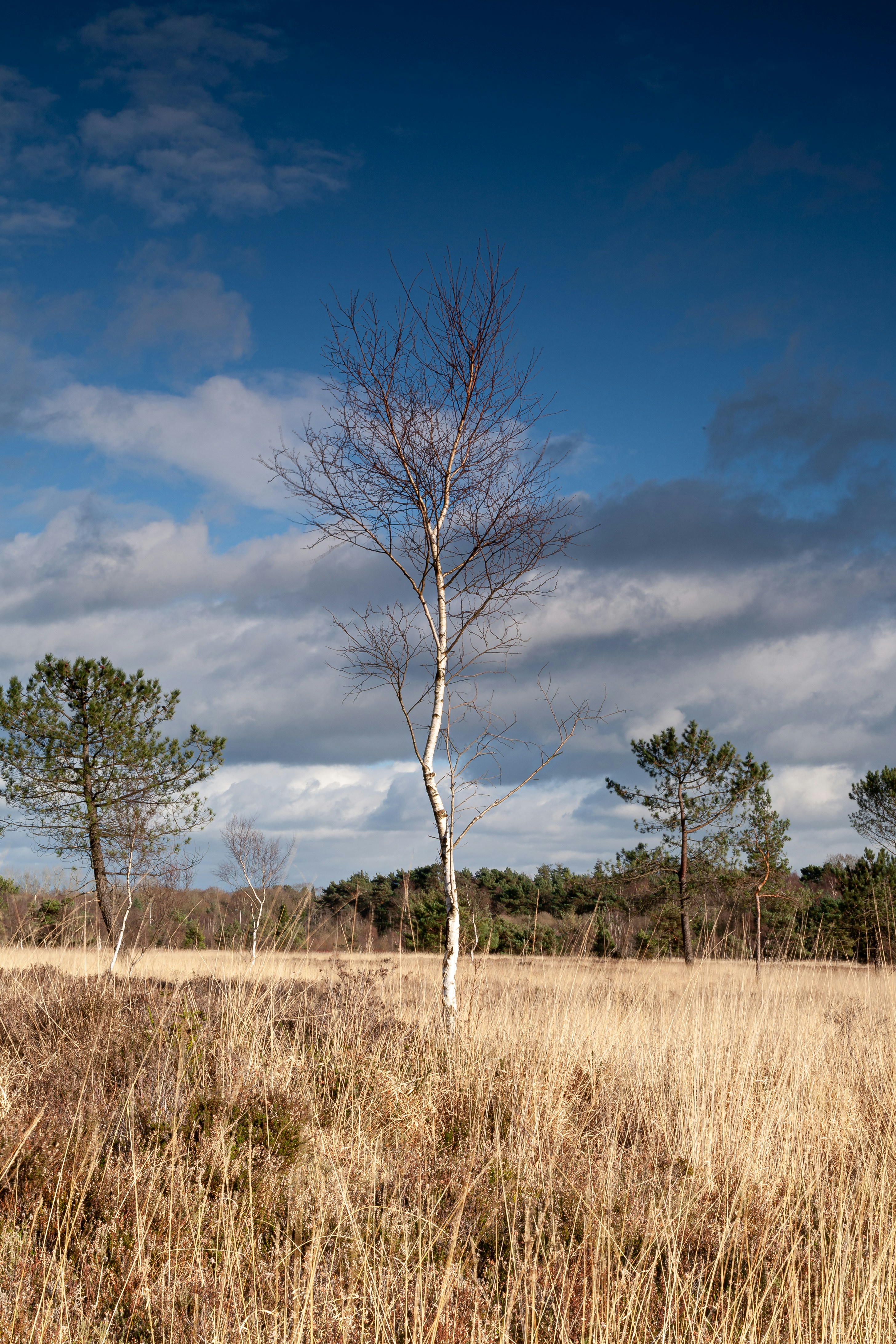 A lone tree stands in a field of dry grass photo – Free Ferndown Image ...