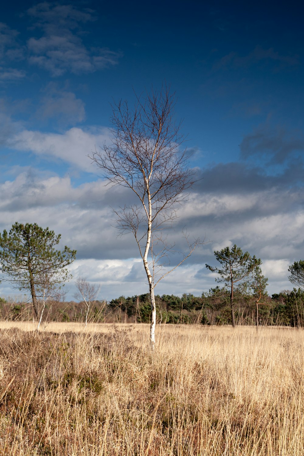a lone tree stands in a field of dry grass