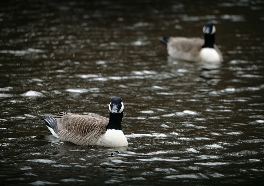 a couple of ducks floating on top of a lake