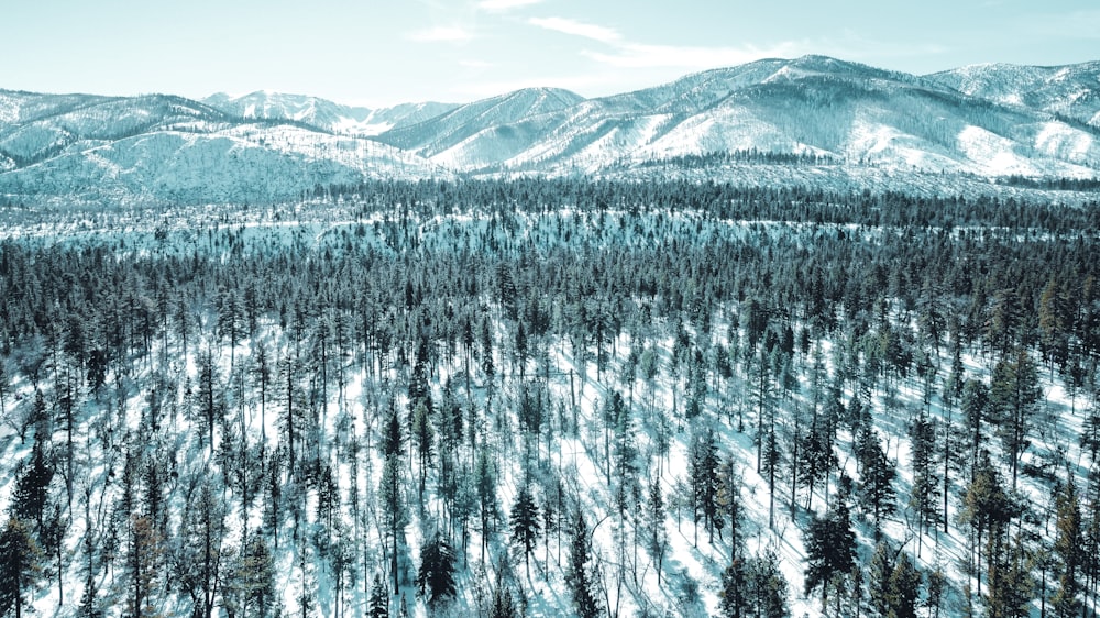 an aerial view of a snowy forest with mountains in the background