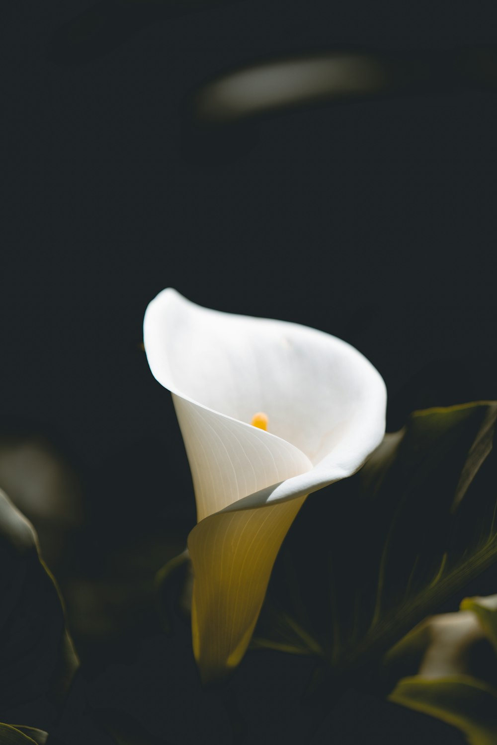 a close up of a white flower on a black background